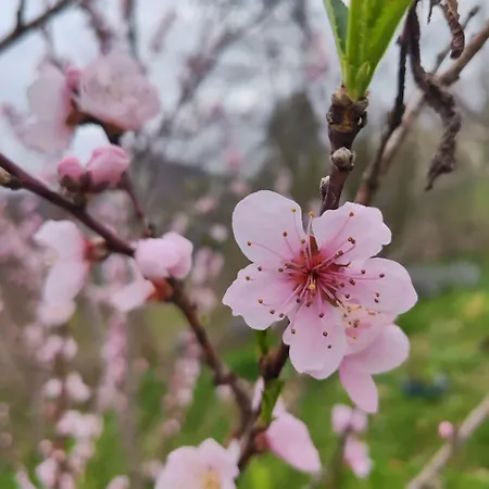 펜션 Sunny House *