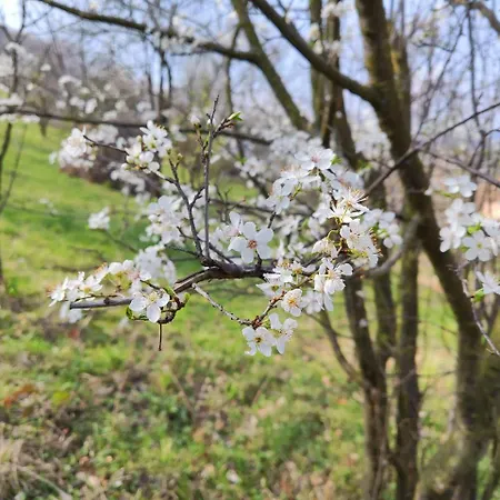 Sunny House Banja Koviljača
