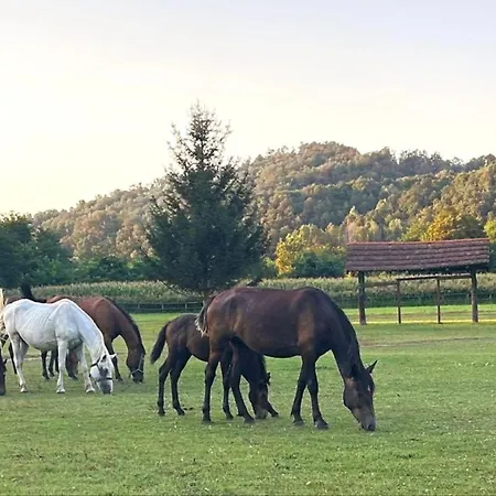 Sunny House 펜션 Banja Koviljača