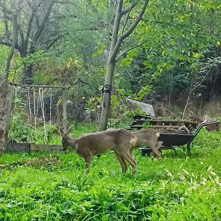 펜션 Sunny House Banja Koviljača