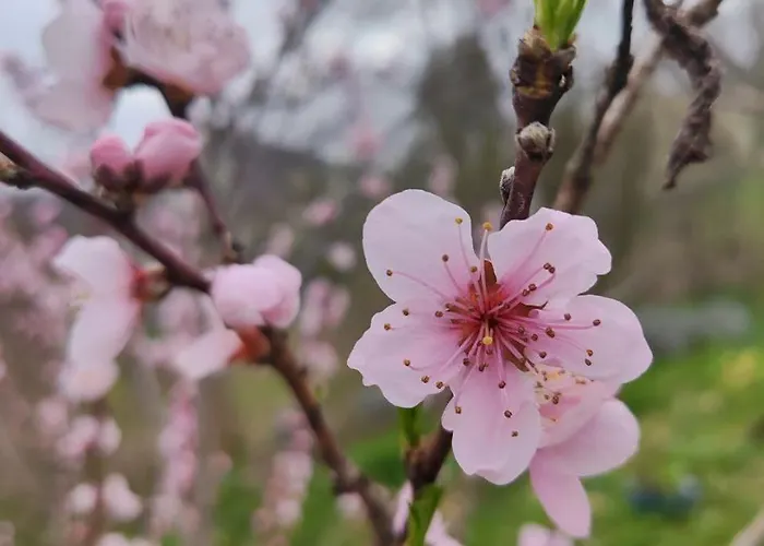 Ferienhaus Sunny House *