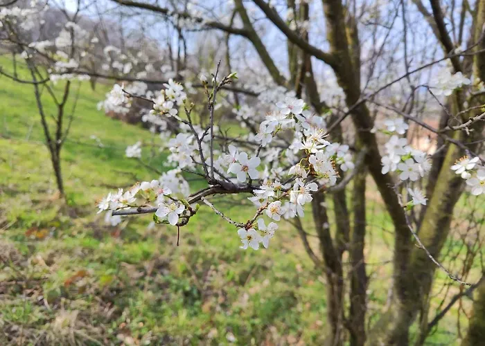 Sunny House Banja Koviljača