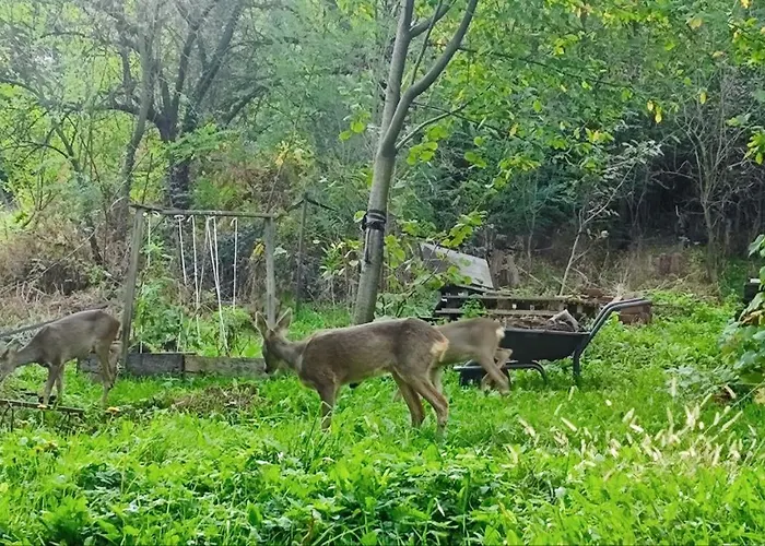 Ferienhaus Sunny House Banja Koviljača